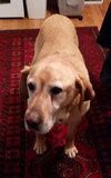 Seeker - ADOPTED 01.30.14