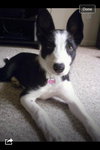 Stella-ADOPTED 11.02.13