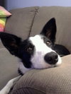 Stella-ADOPTED 11.02.13