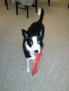 Stella-ADOPTED 11.02.13
