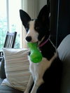 Stella-ADOPTED 11.02.13