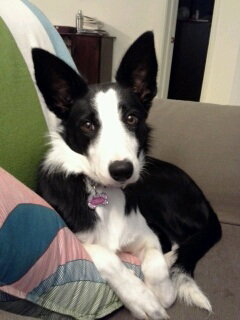 Stella-ADOPTED 11.02.13