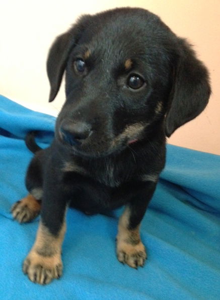 Fj Litter Alvin - ADOPTED 11.06.13