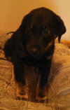 Fj Litter Alvin - ADOPTED 11.06.13