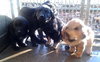 Fj Litter Dixie - ADOPTED 11.10.13