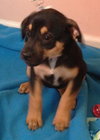 Fj Litter Dixie - ADOPTED 11.10.13