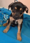 Fj Litter Dixie - ADOPTED 11.10.13