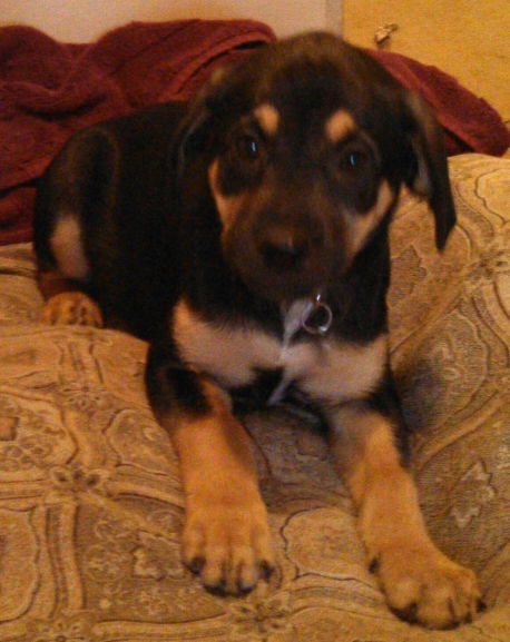 Fj Litter Dixie - ADOPTED 11.10.13
