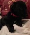 Fj Litter Simon - ADOPTED 11.15.13