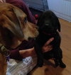 Fj Litter Simon - ADOPTED 11.15.13
