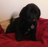 Fj Litter Simon - ADOPTED 11.15.13
