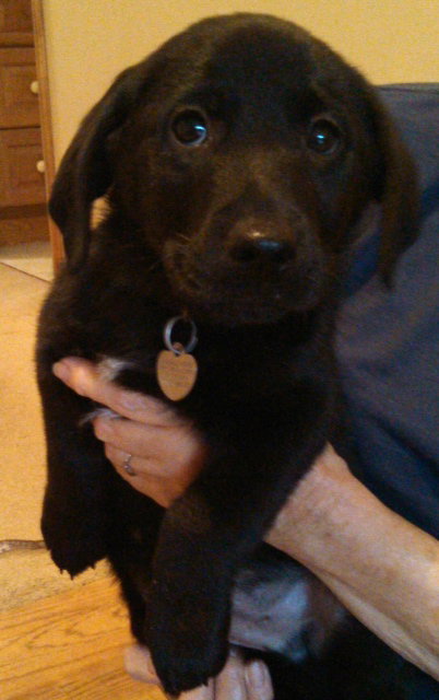 Fj Litter Simon - ADOPTED 11.15.13