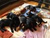 Fj Litter Simon - ADOPTED 11.15.13