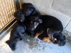 Fj Litter Theodore - ADOPTED 11.10.13