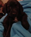 Fj Litter Theodore - ADOPTED 11.10.13
