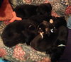 Fj Litter Theodore - ADOPTED 11.10.13