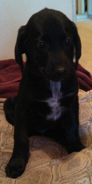 Fj Litter Theodore - ADOPTED 11.10.13