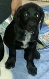 Fj Litter Theodore - ADOPTED 11.10.13