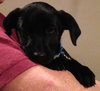 Fj Litter Pixie - ADOPTED 11.15.13