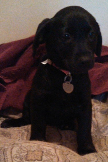 Fj Litter Pixie - ADOPTED 11.15.13
