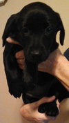 Fj Litter Pixie - ADOPTED 11.15.13