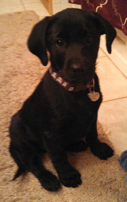 Fj Litter Olive Oyl - ADOPTED 11.03.13