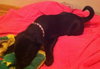 Fj Litter Olive Oyl - ADOPTED 11.03.13