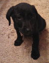 Fj Litter Flower - ADOPTED 11.03.13