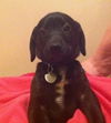 Fj Litter Flower - ADOPTED 11.03.13