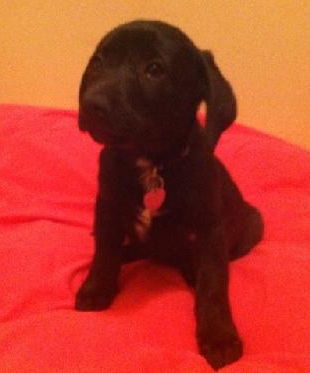 Fj Litter Flower - ADOPTED 11.03.13