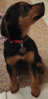 Fj Litter Swee'Pea - ADOPTED 11.17.13