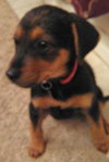 Fj Litter Swee'Pea - ADOPTED 11.17.13