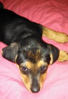 Fj Litter Swee'Pea - ADOPTED 11.17.13