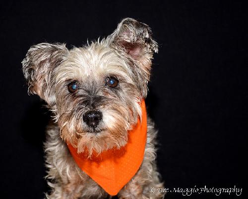 Sophie-ADOPTED 11.18.13