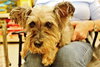 Sophie-ADOPTED 11.18.13