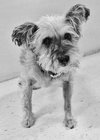 Sophie-ADOPTED 11.18.13