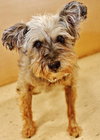 Sophie-ADOPTED 11.18.13