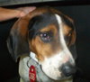 Sniffers-ADOPTED 11.30.13