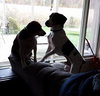 Sniffers-ADOPTED 11.30.13