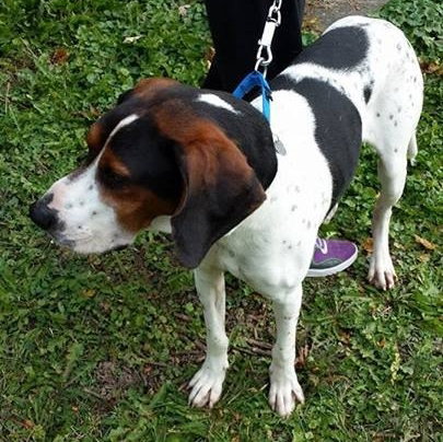 Sniffers-ADOPTED 11.30.13