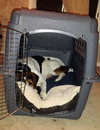 Sniffers-ADOPTED 11.30.13