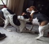 Sniffers-ADOPTED 11.30.13