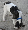 Maxwell - ADOPTED 11.23.13