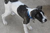 Maxwell - ADOPTED 11.23.13