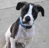 Maxwell - ADOPTED 11.23.13