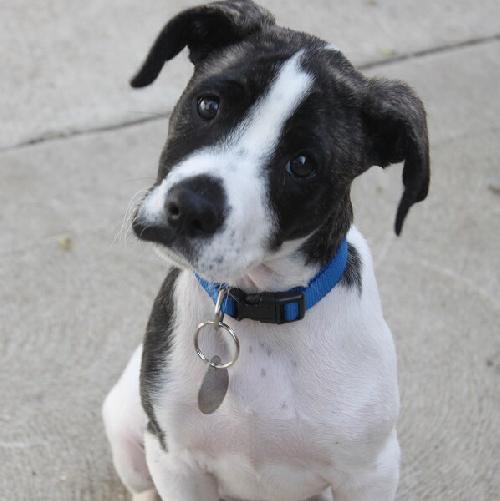 Maxwell - ADOPTED 11.23.13