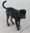 Nicole - ADOPTED 12.08.13