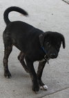 Nicole - ADOPTED 12.08.13