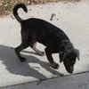 Nicole - ADOPTED 12.08.13