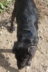 Nicole - ADOPTED 12.08.13